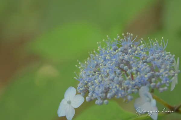 6月の山活⑧**in お花いっぱい三瓶山_b0197639_20443482.jpg