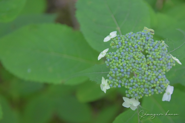 6月の山活⑧**in お花いっぱい三瓶山_b0197639_20552536.jpg