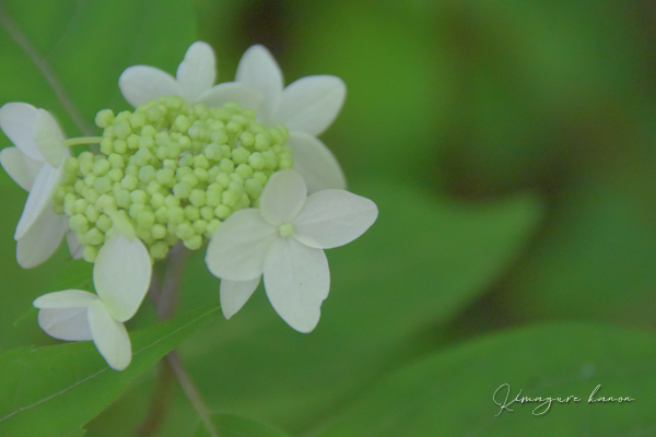 6月の山活⑧**in お花いっぱい三瓶山_b0197639_21032778.jpg