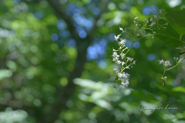 6月の山活⑧**in お花いっぱい三瓶山_b0197639_21120344.jpg