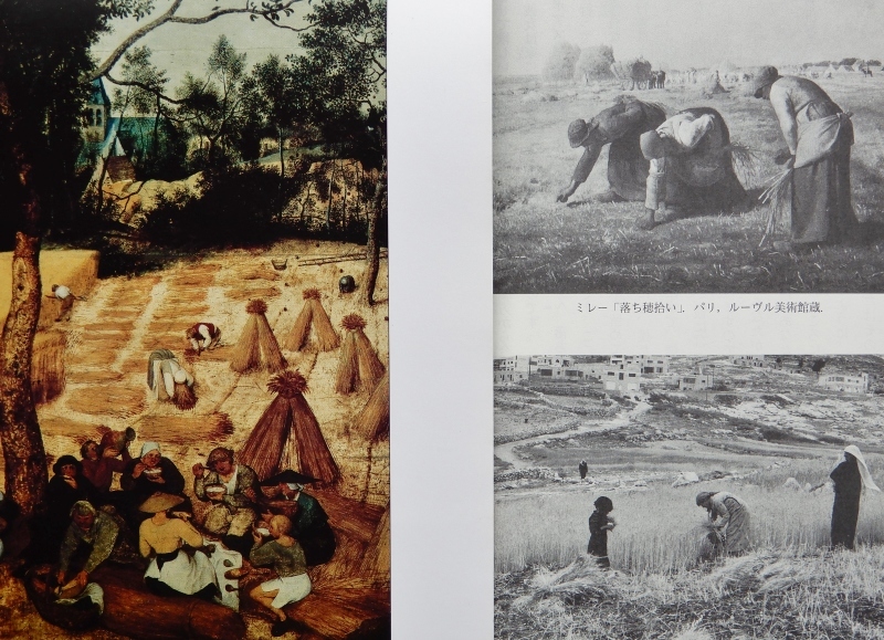 稲ボッチから落穂ひろいへ * from sheaves to gleaning_f0374041_05310654.jpg