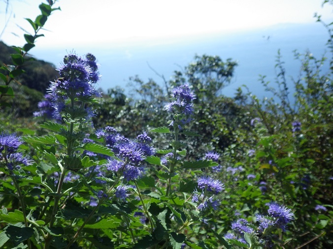 秋の平戸、花旅・・・①志々伎山_e0164643_22325552.jpg