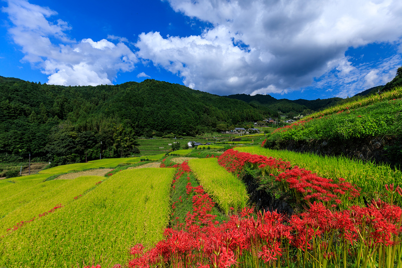 明日香村 細川の彼岸花 花景色 K W C Photoblog