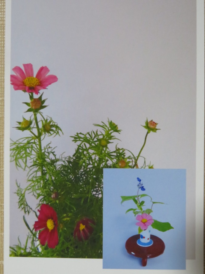 秋の花コスモスを楽しむ_f0329849_07563554.jpg