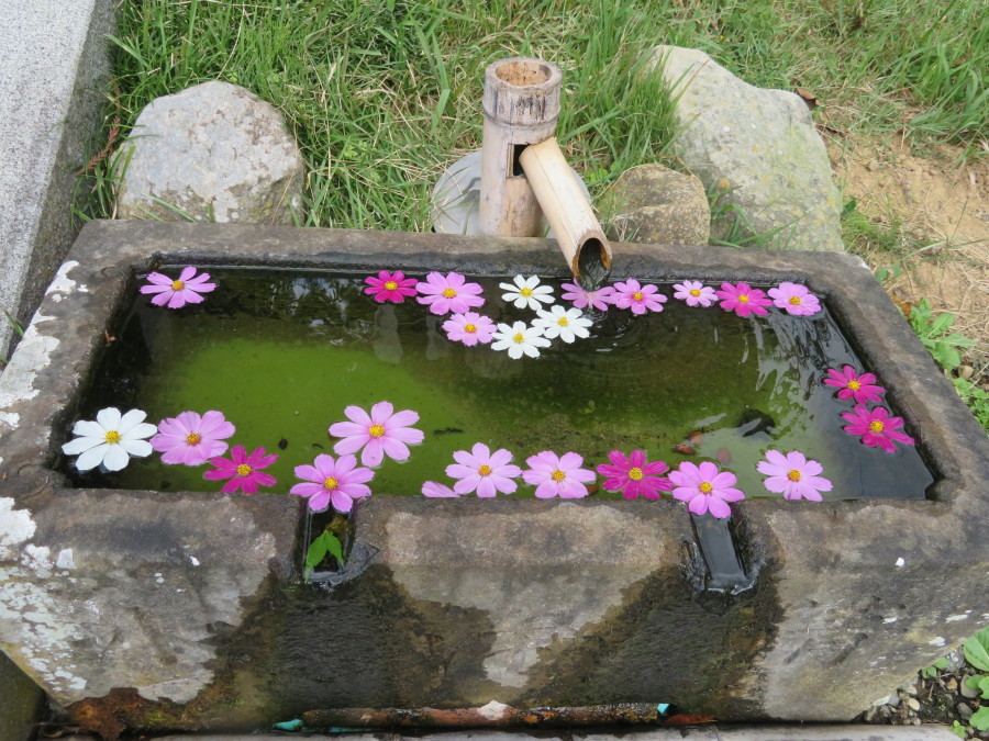 秋の花コスモスを楽しむ_f0329849_20512628.jpg