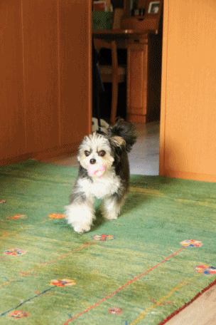 c0145250_10171333.gif