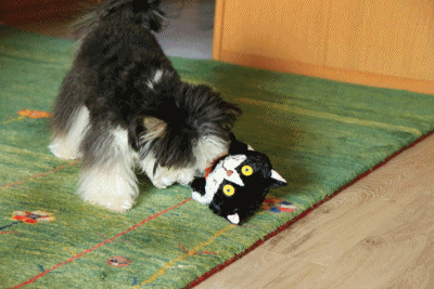c0145250_10172810.gif