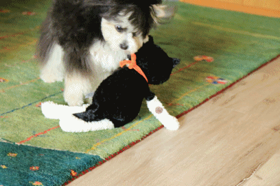 c0145250_10173559.gif