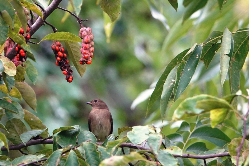 野鳥トレ　182　オオルリ若など_b0227552_14272401.jpg