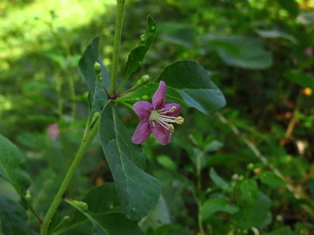 百日草畑で..._a0018655_08410030.jpg