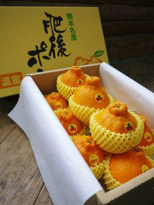 デコポン(肥後ポン) 令和元年度も12月下旬の収穫に向け果皮の色が抜け始めてきました!!_a0254656_16365408.jpg