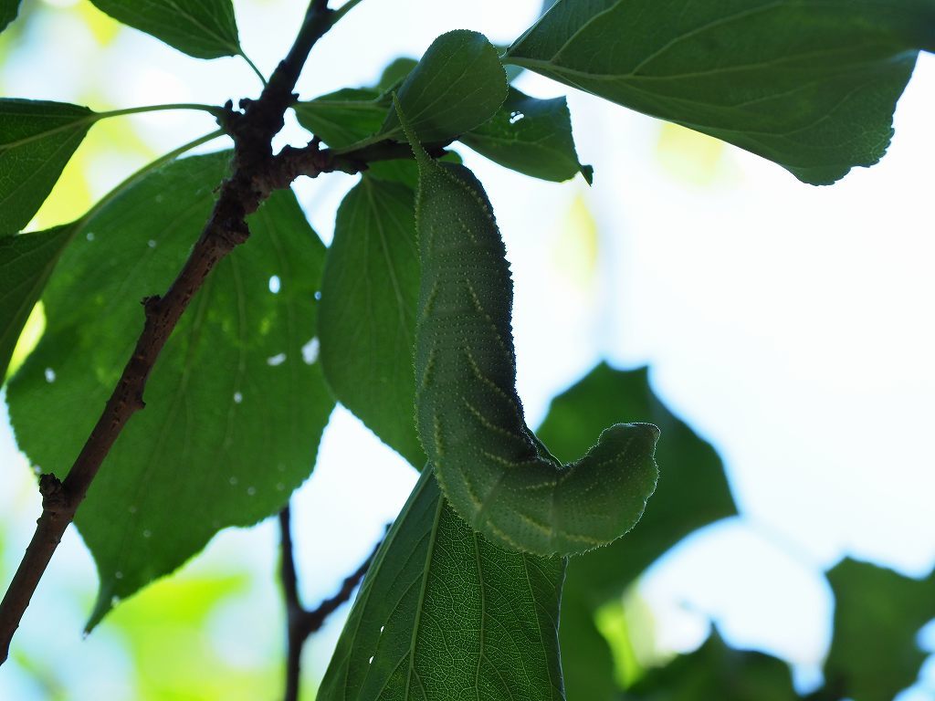 スズメガ幼虫 飛騨山脈の自然