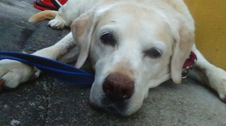 ひな ステロイドの減薬 良い獣医さんの見分け方 子豚たちの反乱 ２ 保護犬たちの幸せさがし