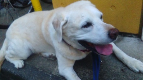 ひな ステロイドの減薬 良い獣医さんの見分け方 子豚たちの反乱 ２ 保護犬たちの幸せさがし