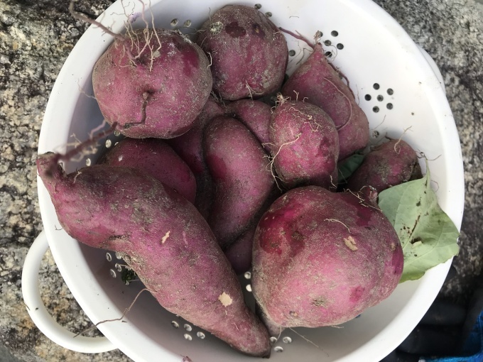 b0100062_17541238.jpeg