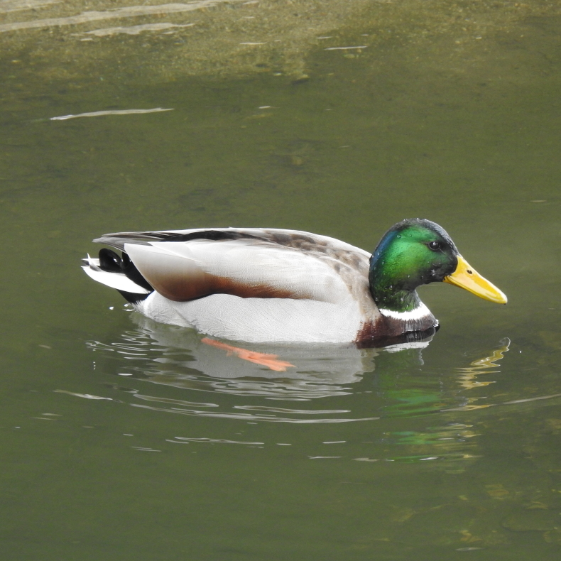 野鳥　大和川 大阪府内　冬に期待_e0414072_18483148.jpg