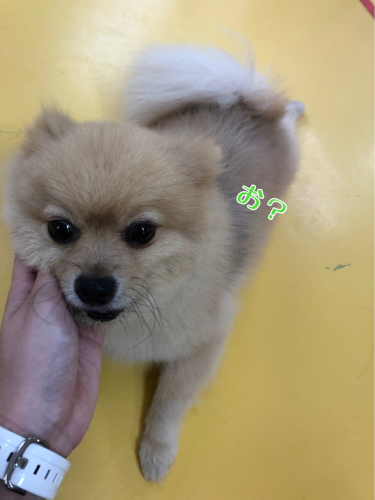 何が好きかな??_f0357682_12243466.jpg