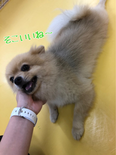 何が好きかな??_f0357682_12243550.jpg