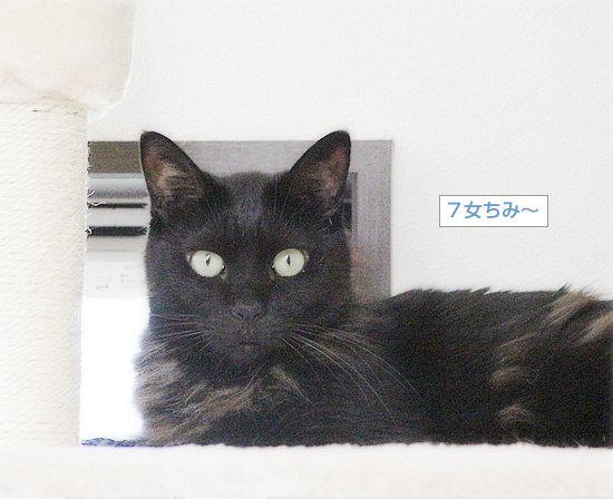 はじめまして!黒縞牧場です!_a0389088_05363105.jpg