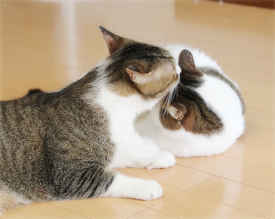 はじめまして!黒縞牧場です!_a0389088_05363106.jpg