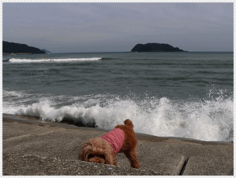 b0175688_14223310.gif