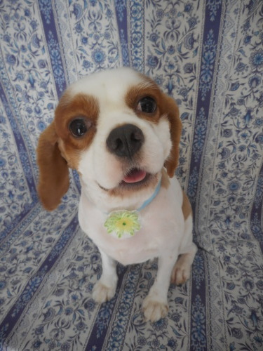 キャバリアのモナカ君 スッキリ カットで今日も可愛いネ ふぉるむm A 千葉市 トリミングサロン 犬の美容室 千葉県 千葉市 花見川区 ペットサロン 検見川町3 340 18 ワンちゃんのカットハウス 千葉043 301 2995 10 00 19 00 キャバリアのモナカ君 スッキリ カットで今日も可愛いネ ふぉるむm A 千葉市 トリミングサロン 犬の美容室 千葉県 千葉市 花見川区 ペットサロン 検見川町3 340 18 ワンちゃんのカットハウス 千葉043 301 2995 10 00 19 00