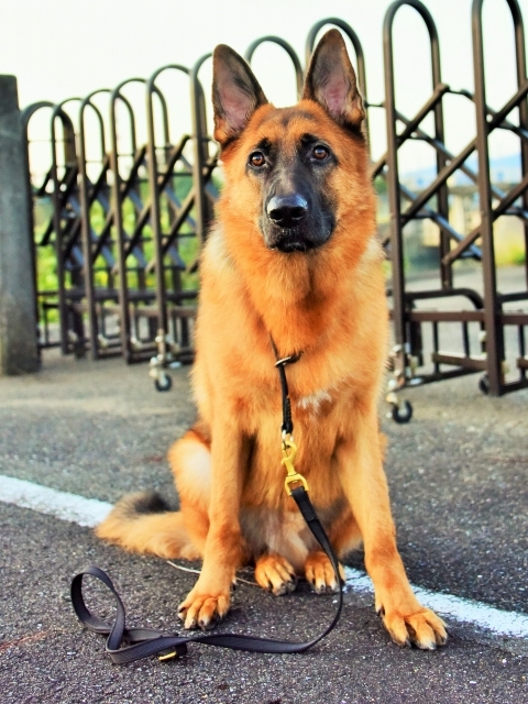 大型犬の同行避難を考える_d0360206_00591139.jpg