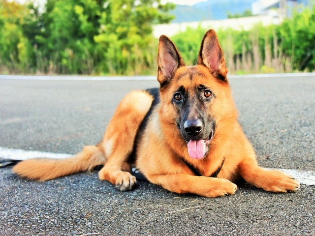 大型犬の同行避難を考える_d0360206_00591785.jpg