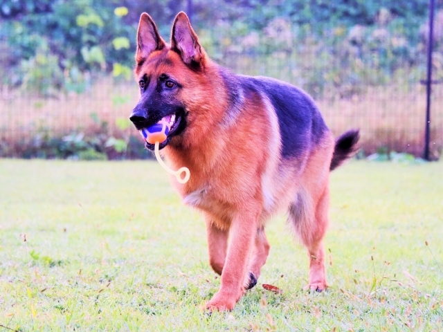 大型犬の同行避難を考える_d0360206_00592299.jpg