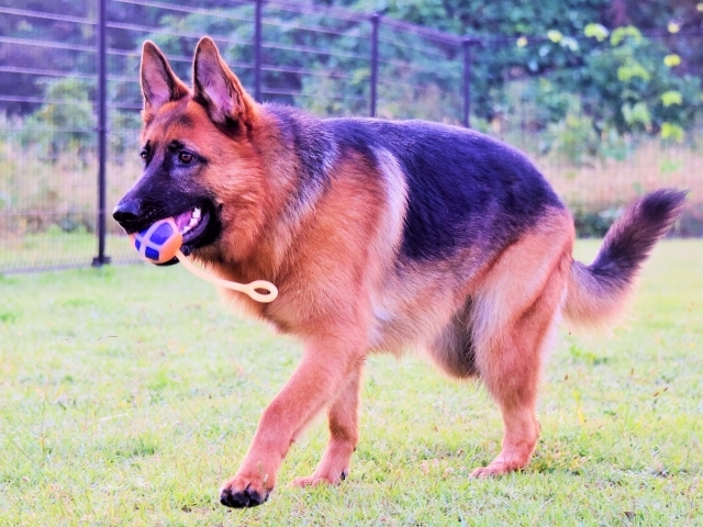 大型犬の同行避難を考える_d0360206_00592557.jpg