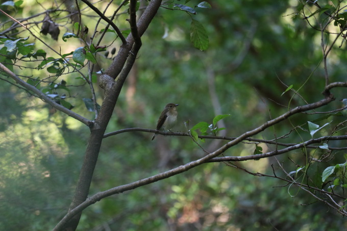 埼玉中部　    ビタキ系夏鳥2種2019/10/10②_d0251807_07303890.jpg