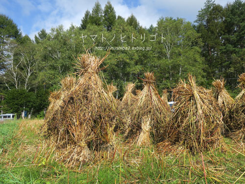 開田高原そば祭り_e0394031_06251960.jpg