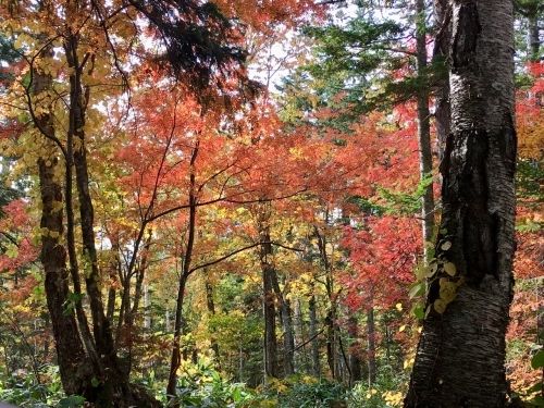 天人峡滝見台の紅葉と美瑛秋庭_e0326953_15021406.jpg