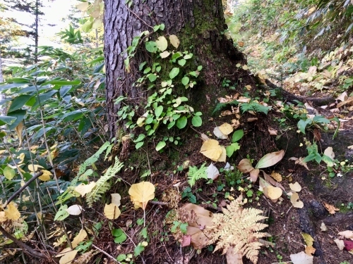 天人峡滝見台の紅葉と美瑛秋庭_e0326953_15041877.jpg