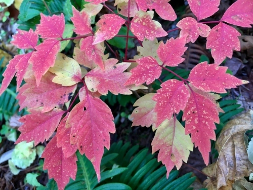 天人峡滝見台の紅葉と美瑛秋庭_e0326953_15044652.jpg