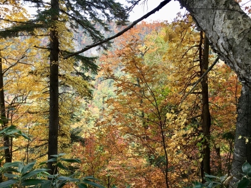 天人峡滝見台の紅葉と美瑛秋庭_e0326953_15063715.jpg