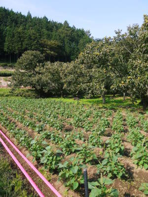水源キウイ 今年も完全無農薬で順調に育っています!令和元年の収穫及び出荷は11月中旬(予定)です!!_a0254656_16404363.jpg