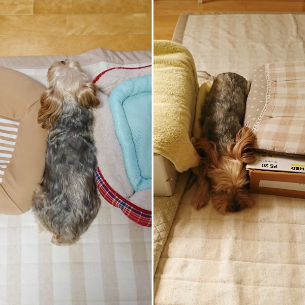 ++最近のナナ&私*++_e0354456_09231169.jpg