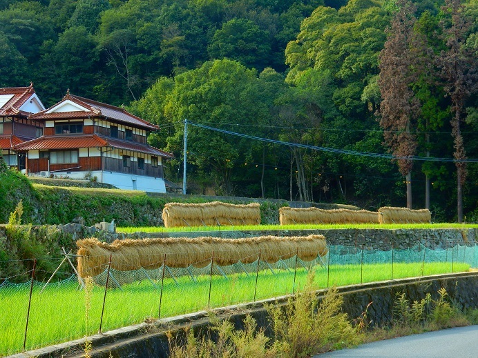 市原の実りの秋は…_e0175370_22475303.jpg