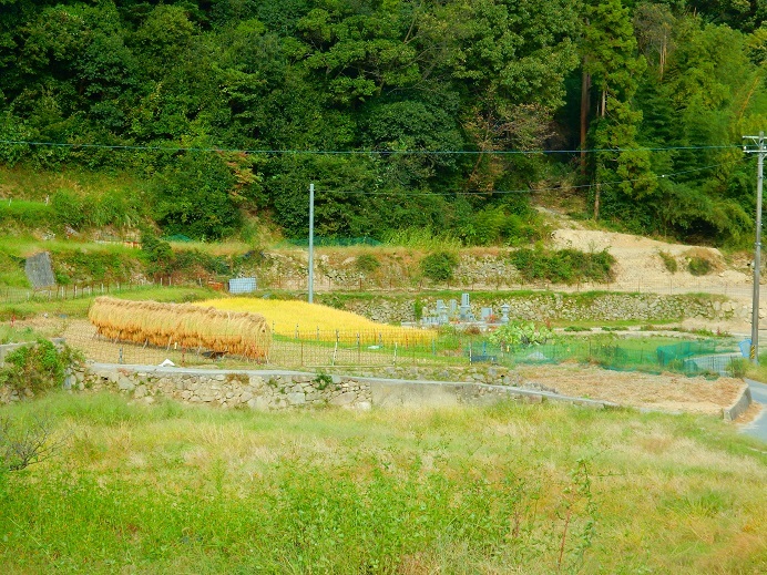 市原の実りの秋は…_e0175370_22481129.jpg