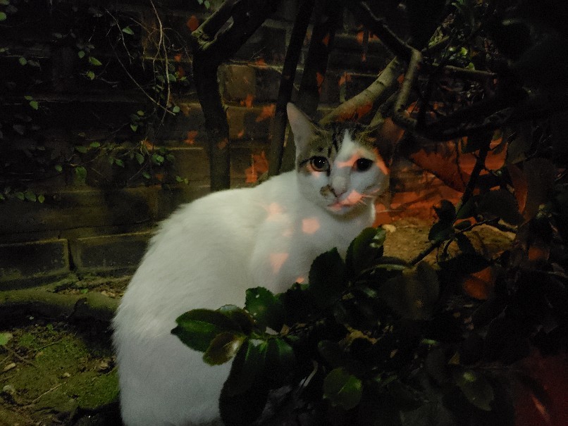 おくんち2019_c0193077_11330891.jpg