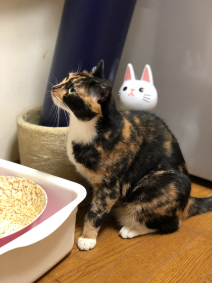 降ったよねぇ(-_-;)_e0355177_17375712.jpg