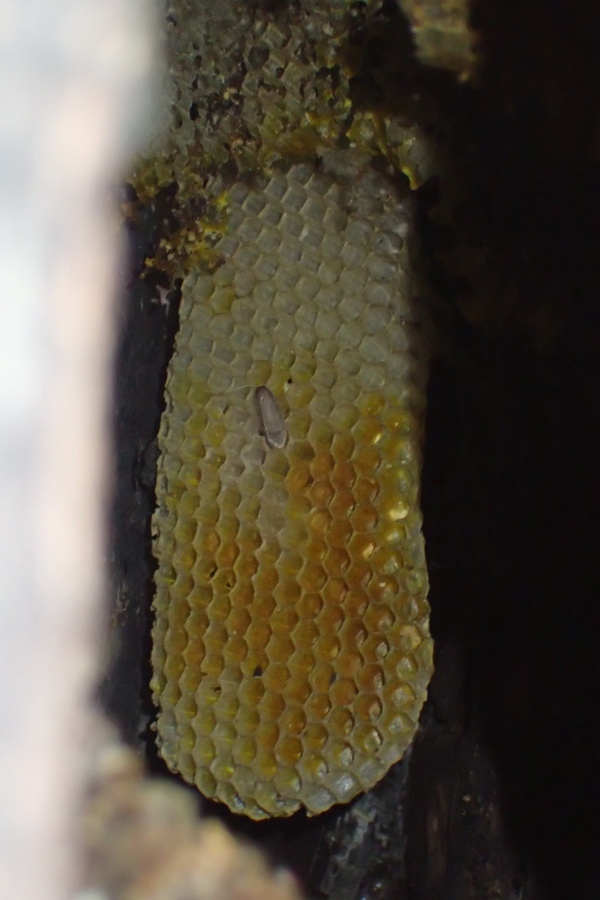 蜜蜂の巣 ラスト 写ればおっけー コンデジで虫写真 蜜蜂の巣 ラスト 写ればおっけー コンデジで虫写真