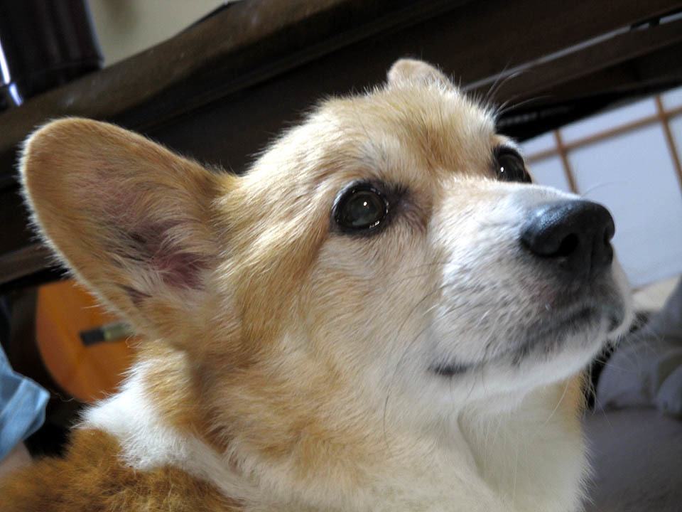 我が家の「こーわん」「コービー」「こー太」_b0034897_13374277.jpg