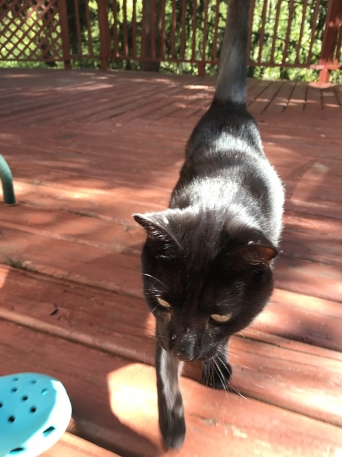 秋の日に🐈猫さんと遊ぶ_b0365715_08523602.jpg