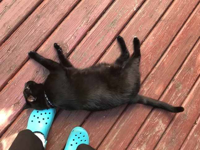 秋の日に🐈猫さんと遊ぶ_b0365715_08530402.jpg