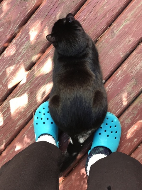 秋の日に🐈猫さんと遊ぶ_b0365715_08532271.jpg
