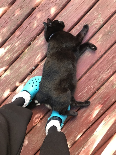 秋の日に🐈猫さんと遊ぶ_b0365715_08533727.jpg