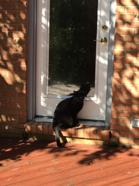 秋の日に🐈猫さんと遊ぶ_b0365715_08535500.jpg