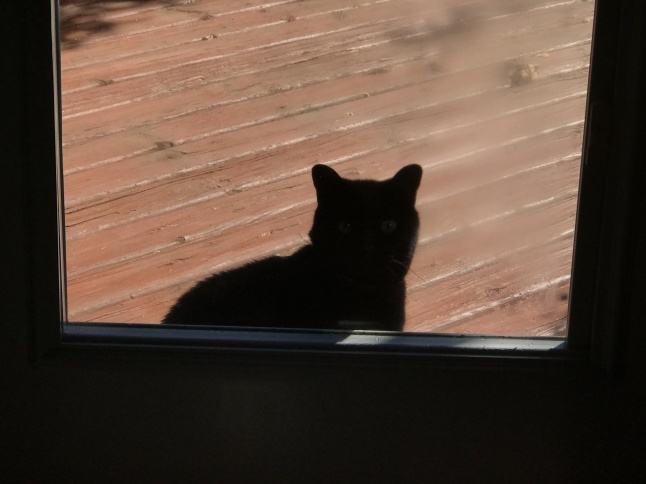 秋の日に🐈猫さんと遊ぶ_b0365715_08540726.jpg